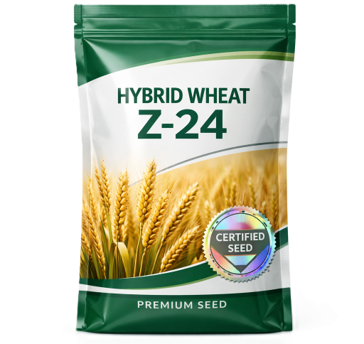 Hybrid Wheat Z-24